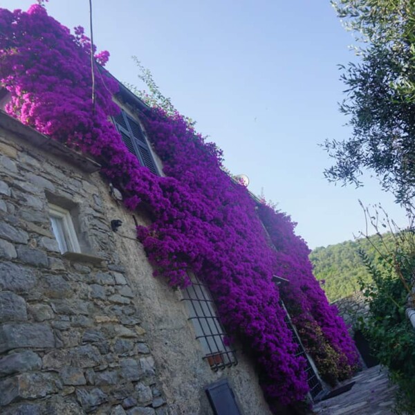 Liguriaの満開のお花で覆われた家