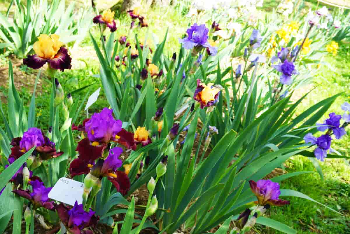 フィレンツェのミケランジェロ広場近くのゆり庭園（GIARDINO DELL'IRIS）、春の約一ヶ月だけ公開される